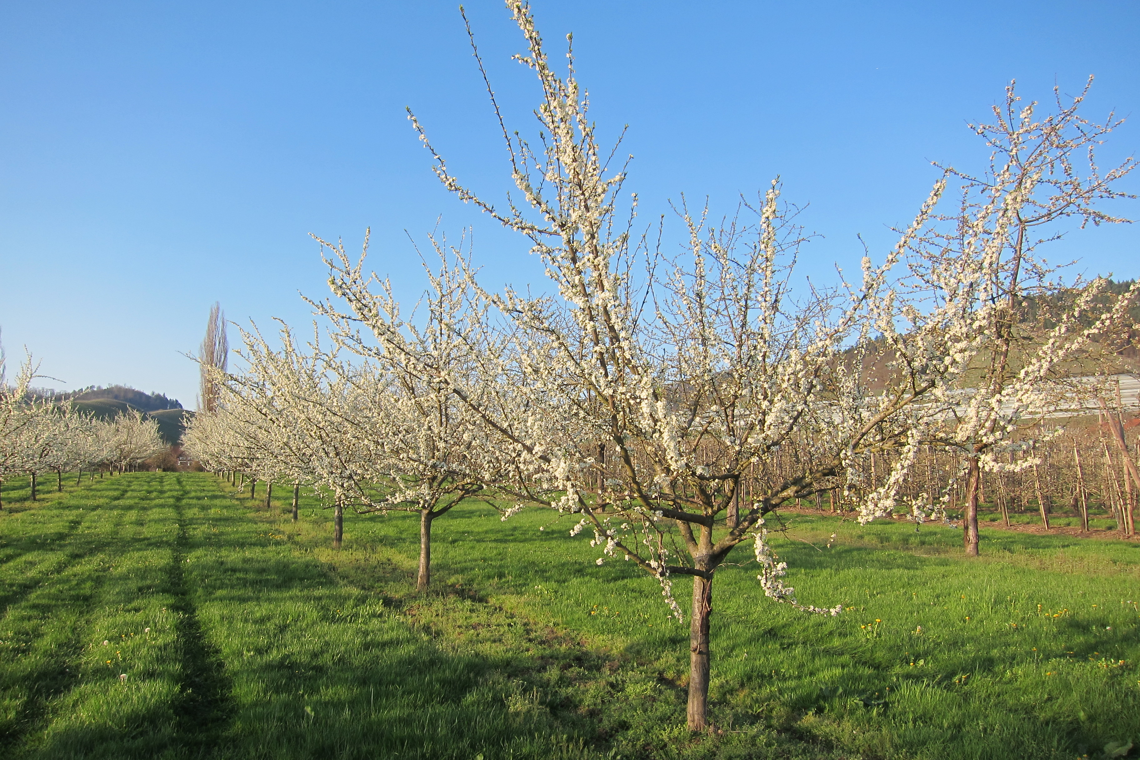 Frhling in Oberkirch/Singler